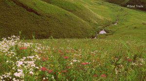 Dzukou Valley, Nagaland