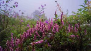 Valley of Flowers, Uttarakhand