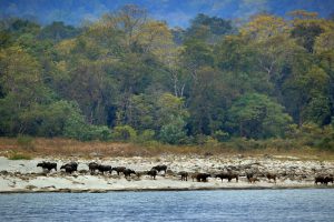 Manas National Park, Assam, Bodoland, Soul Trails