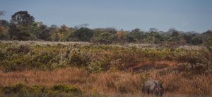 Manas National Park, Assam, Bodoland, Soul Trails