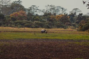 Manas National Park, Assam, Bodoland, Soul Trails